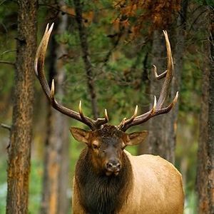 Meet your Posher, Mine